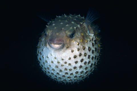 深海的那些神奇生物（50种最奇怪的深海生物）(39)