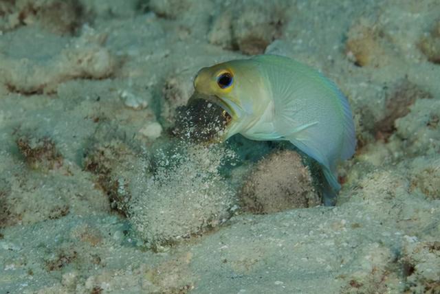 深海的那些神奇生物（50种最奇怪的深海生物）(26)