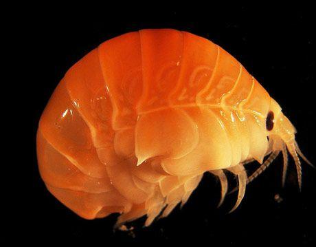 深海的那些神奇生物（50种最奇怪的深海生物）(43)