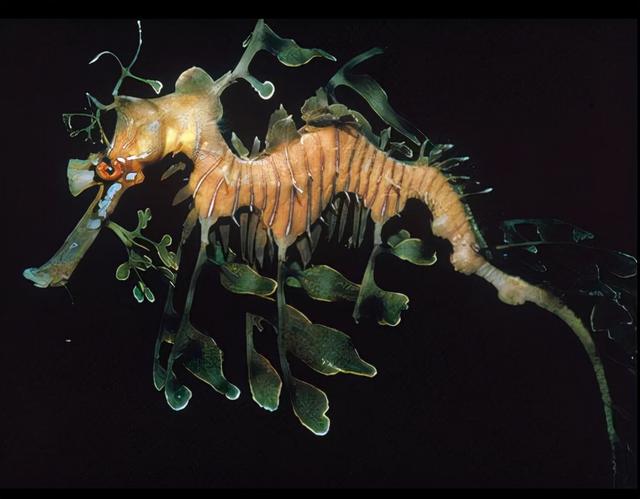 深海的那些神奇生物（50种最奇怪的深海生物）(22)