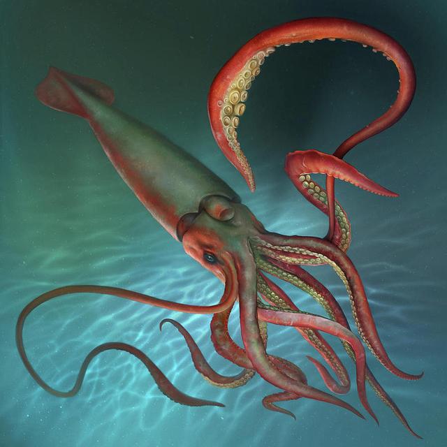 深海的那些神奇生物（50种最奇怪的深海生物）(14)
