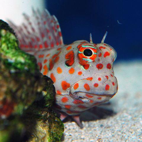 深海的那些神奇生物（50种最奇怪的深海生物）(36)