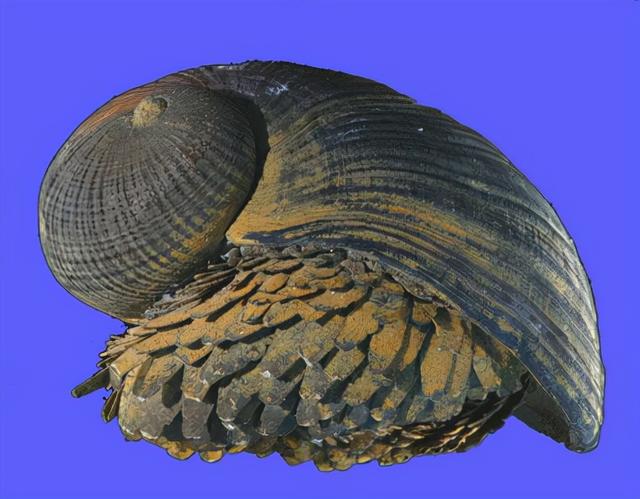 深海的那些神奇生物（50种最奇怪的深海生物）(17)