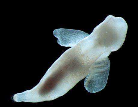 深海的那些神奇生物（50种最奇怪的深海生物）(11)
