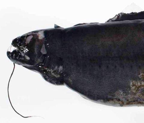 深海的那些神奇生物（50种最奇怪的深海生物）(34)