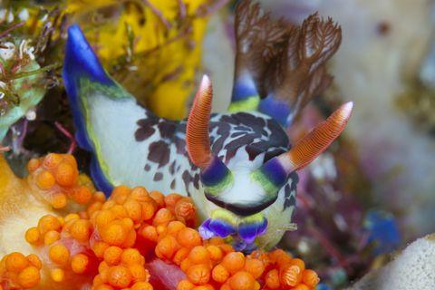 深海的那些神奇生物（50种最奇怪的深海生物）(10)