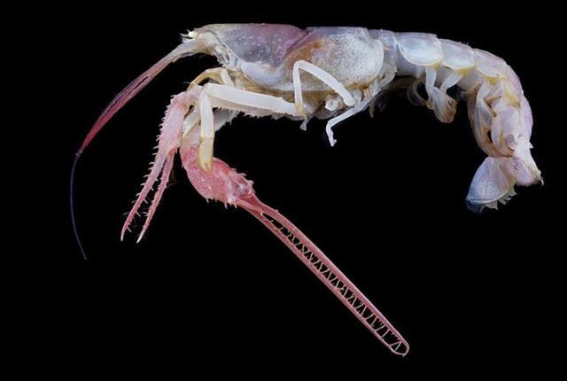 深海的那些神奇生物（50种最奇怪的深海生物）(29)