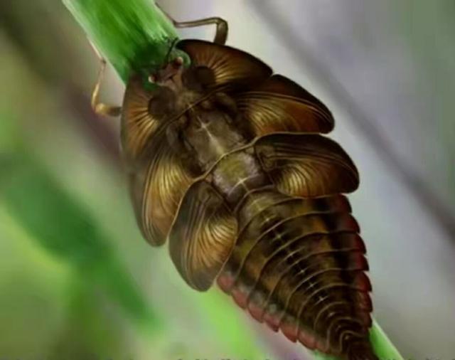 生物学进化论（生物进化论到底该不该被奉为真理）(8)