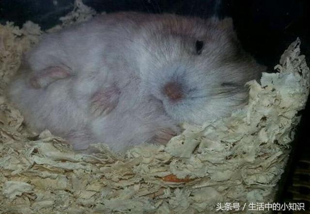 自制仓鼠棉窝教程（怎么养小仓鼠）(5)