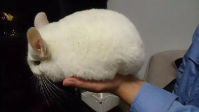 ​龙猫宠物饲养指南（龙猫新手饲养专区）