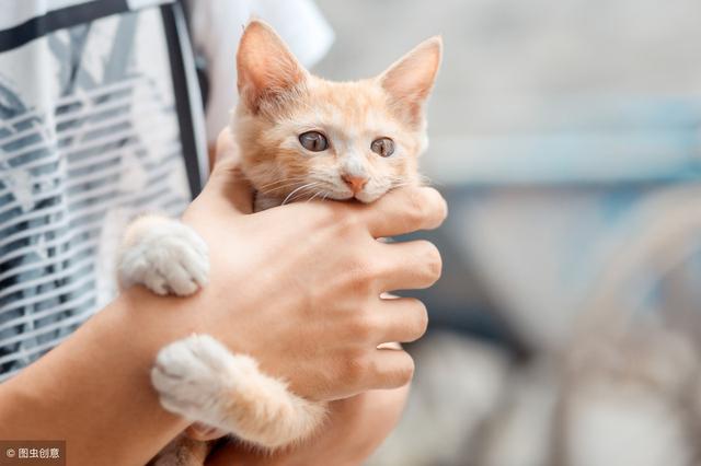 不小心被猫咪抓伤怎么办(抓破紧急处理的措施)(3)
