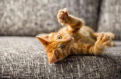 ​不小心被猫咪抓伤怎么办（抓破紧急处理的措施）