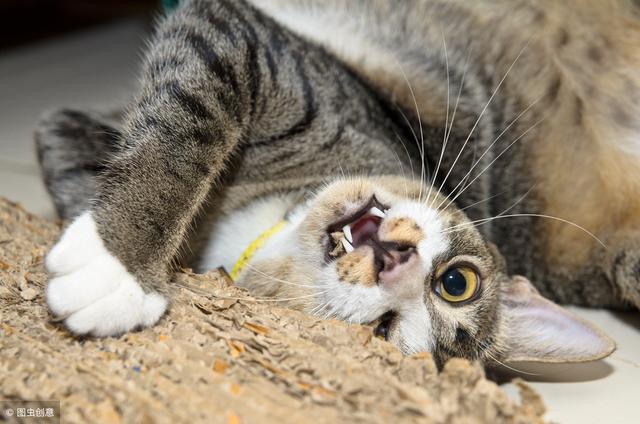 不小心被猫咪抓伤怎么办(抓破紧急处理的措施)(2)