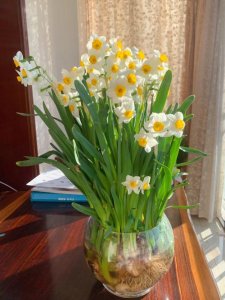 土培水仙花开完花以后怎么处理(土培水仙花开完花的处理方法)