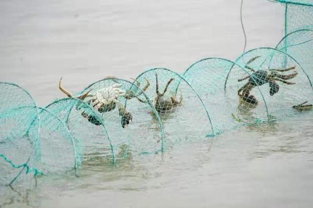 青蟹价格一览表(量减3成价涨3成本地蟹)(6)