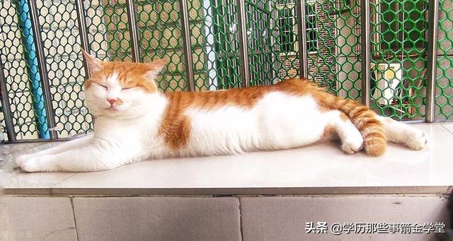 猫咪恨主人的十种表现（新手养猫指南）(1)