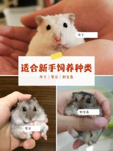 ​怎么养仓鼠才是正确方法（纯新手如何养仓鼠）