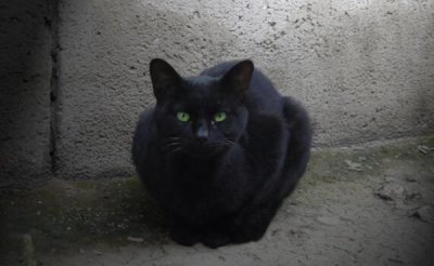 ​养猫的诡异忌讳 女人养猫阴气沉作用风水（都是传闻）