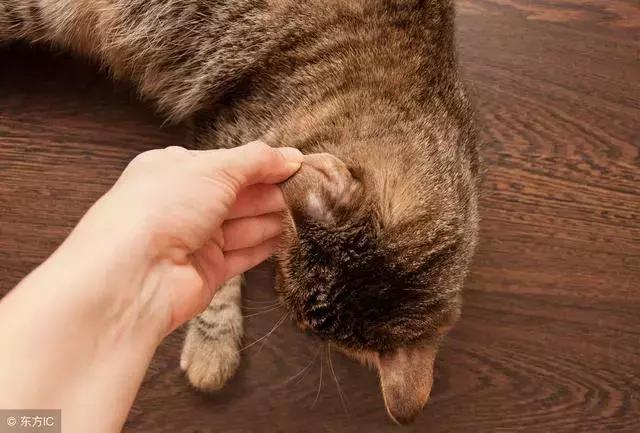 猫癣的症状和防治方法（猫病百科猫癣是啥）(1)