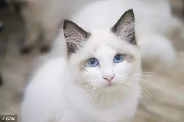 猫癣的症状和防治方法（猫病百科猫癣是啥）(9)