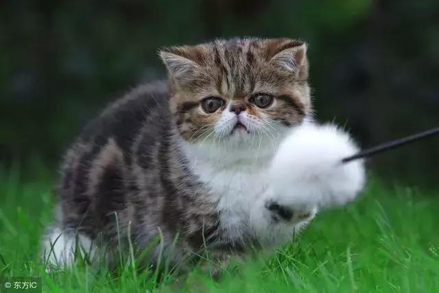 猫癣的症状和防治方法（猫病百科猫癣是啥）(8)