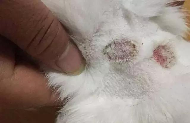 猫癣的症状和防治方法（猫病百科猫癣是啥）(2)