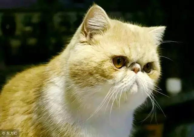 猫癣的症状和防治方法（猫病百科猫癣是啥）(7)