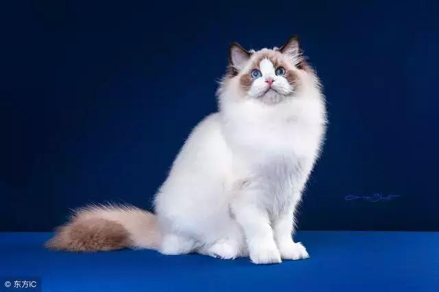 猫癣的症状和防治方法（猫病百科猫癣是啥）(6)