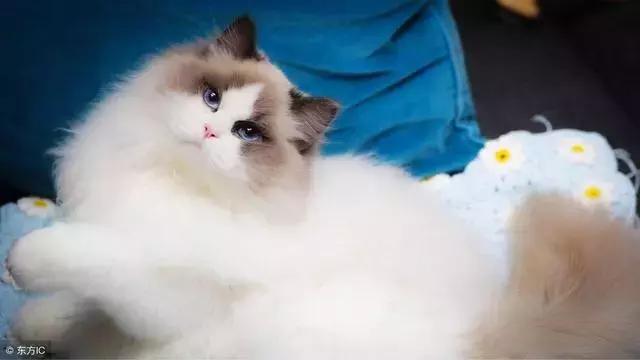 猫癣的症状和防治方法（猫病百科猫癣是啥）(5)