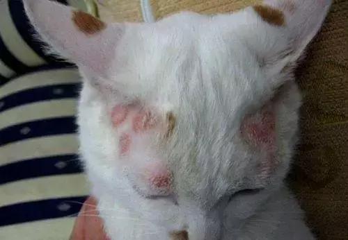 猫癣的症状和防治方法（猫病百科猫癣是啥）(3)
