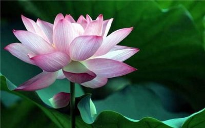 荷花象征什么,荷花象征着什么精神?