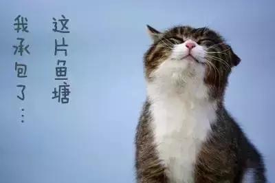 猫咪吃鱼时也会被鱼刺卡到吗(猫咪吃鱼不会被鱼刺卡到)(3)