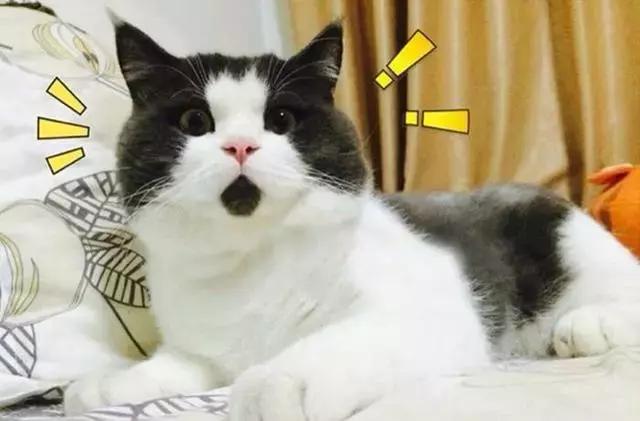 猫咪吃鱼时也会被鱼刺卡到吗(猫咪吃鱼不会被鱼刺卡到)(7)