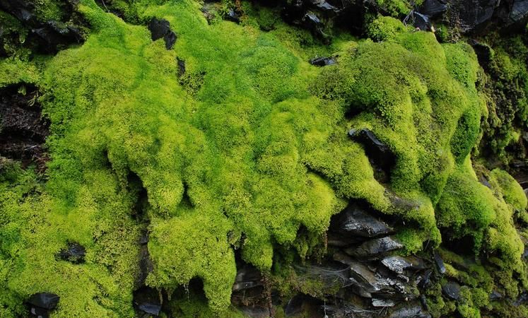 养苔藓可以不用吃赤玉土吗