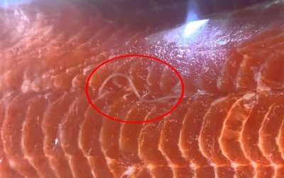 ​三文鱼有寄生虫吗（三文鱼简介）