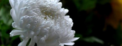 ​白色菊花寓意着什么,白色菊花寓意着什么意思