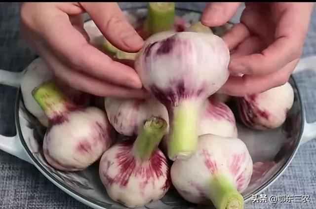 正宗腌制糖醋蒜方法（农村家庭腌制糖醋蒜）(1)
