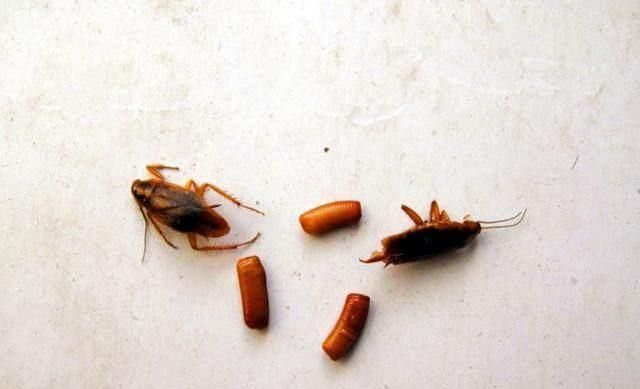 蟑螂会冬眠吗，详细