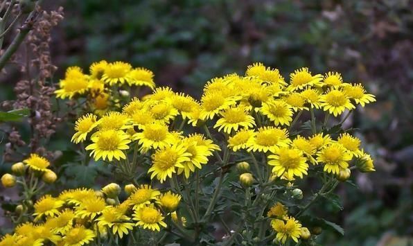 菊花什么意思，菊花隐喻是什么意思？图3