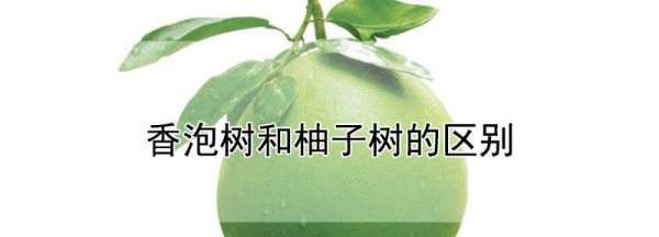 香泡和柚子的区别,橙子树和柚子树的区别图1