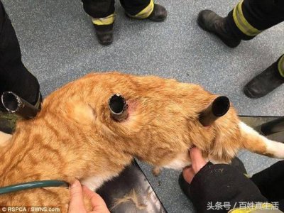 ​一只猫咪的进化过程（坚强的动物猫坚强）