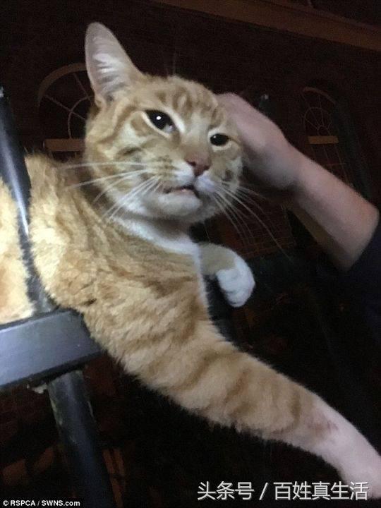 一只猫咪的进化过程（坚强的动物猫坚强）(3)
