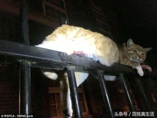 一只猫咪的进化过程（坚强的动物猫坚强）(2)