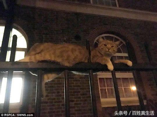 一只猫咪的进化过程（坚强的动物猫坚强）(4)