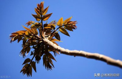 ​制作香椿之前先焯水更健康吗（到底要不要焯水）