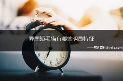 ​异国短毛猫有哪些明显特征