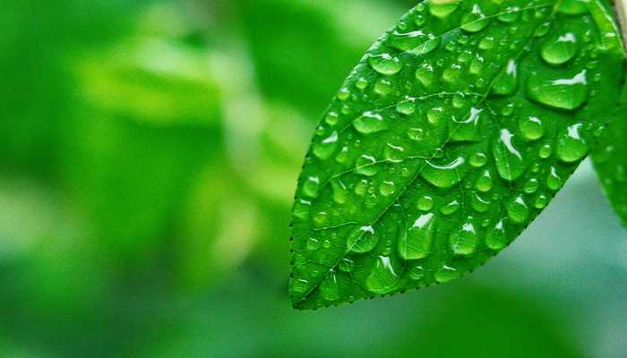 雨打芭蕉是我国哪个地方的音乐代表(《雨打芭蕉》是广东音乐代表性曲目)