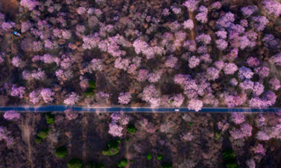 ​桃花的唯美句子,桃花的描写优美句子