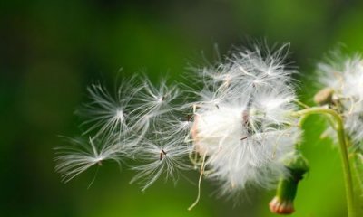 ​种子传播的方法，十种种子传播的方法？