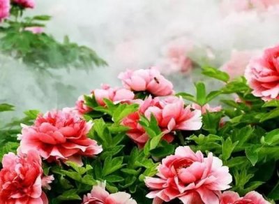 ​牡丹花开放的语句，表达牡丹花开放的语句三年级下册？